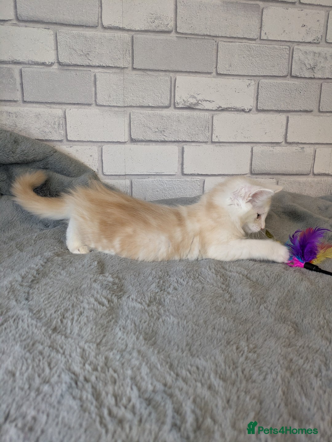 Maine Coon cats for sale: Full pedigree Maine coon kittens - Advert 17