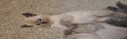 British Shorthair cats for sale: Beautiful British short hair kittens  in Cannock - Advert 5