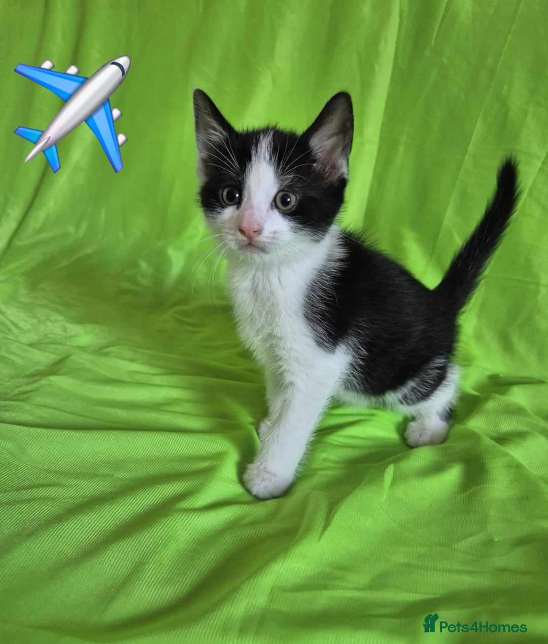Mixed Breed cats for sale: Kittens  - Image 2