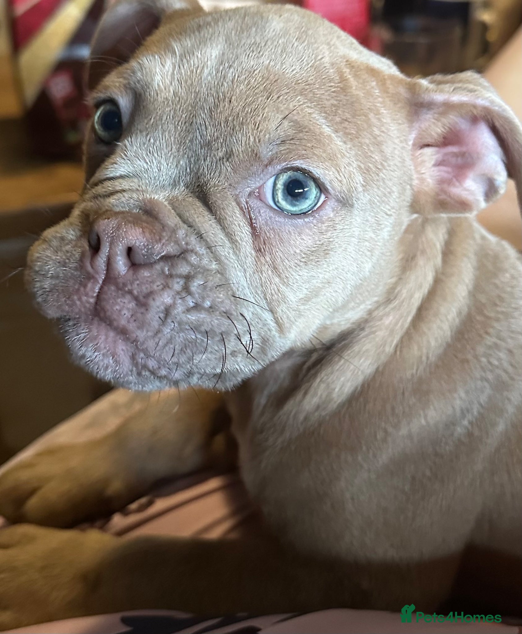 Old Tyme Bulldog dogs BeautifulOld English bulldogs  - Advert 3