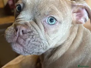 Old Tyme Bulldog dogs BeautifulOld English bulldogs - Advert 3