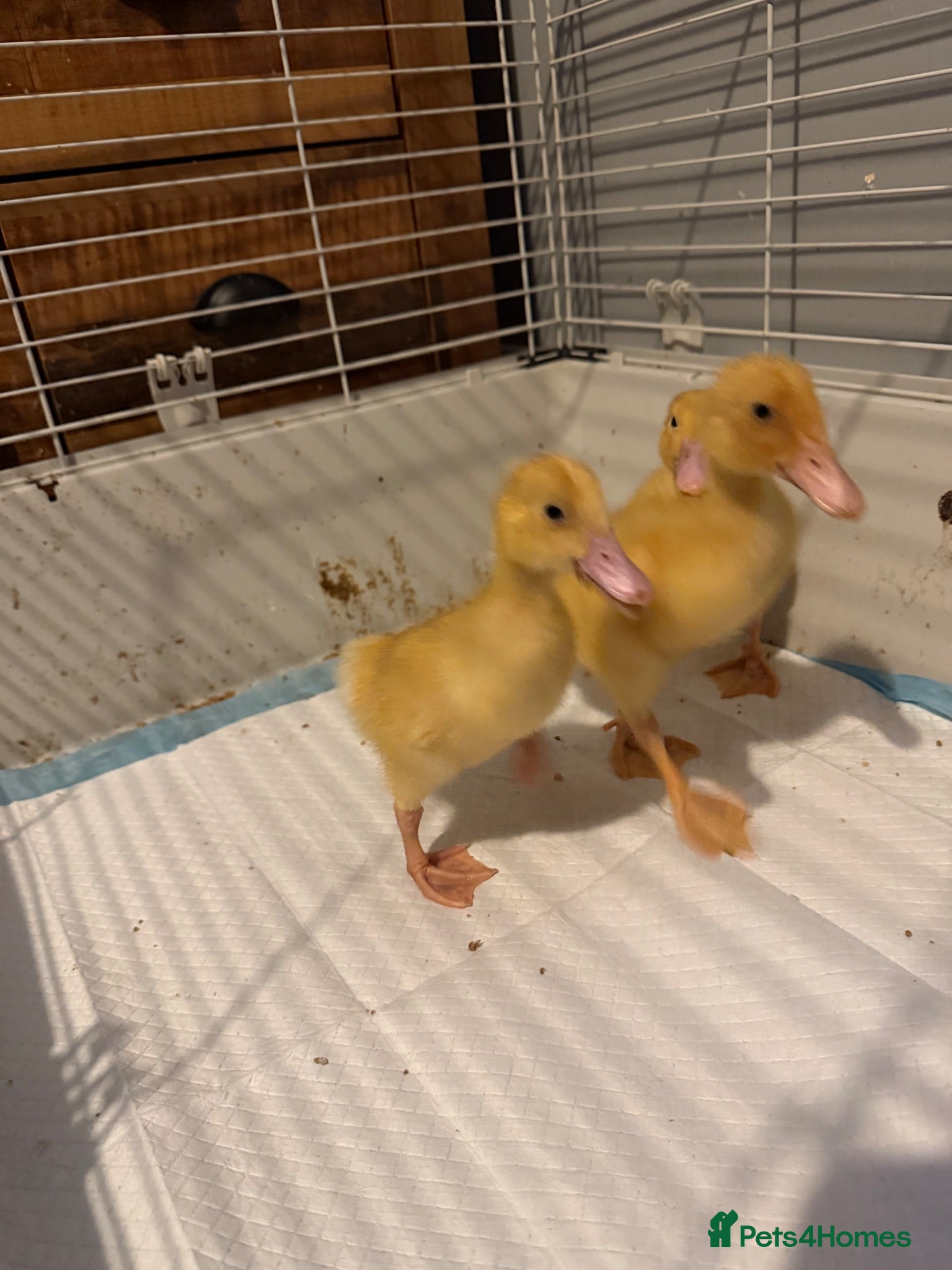 Ducks poultry 3 Pekin ducklings  - Advert 16