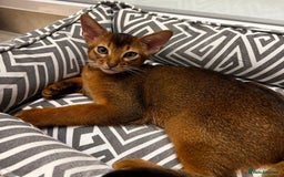 Abyssinian cats for sale: Last 3 kittens left ♥️💙 - Image 2