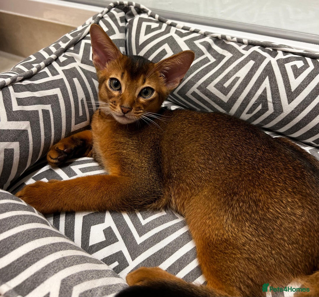 Abyssinian cats for sale: Last 3 kittens left ♥️💙 - Image 2