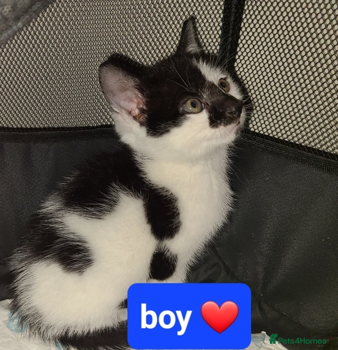 Mixed Breed cats for sale: Beautiful kittens ready now  - Advert 8