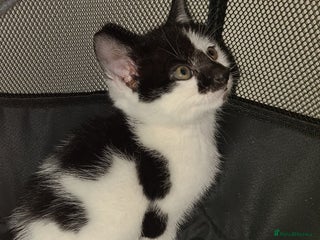 Mixed Breed cats Beautiful kittens ready now - Advert 10