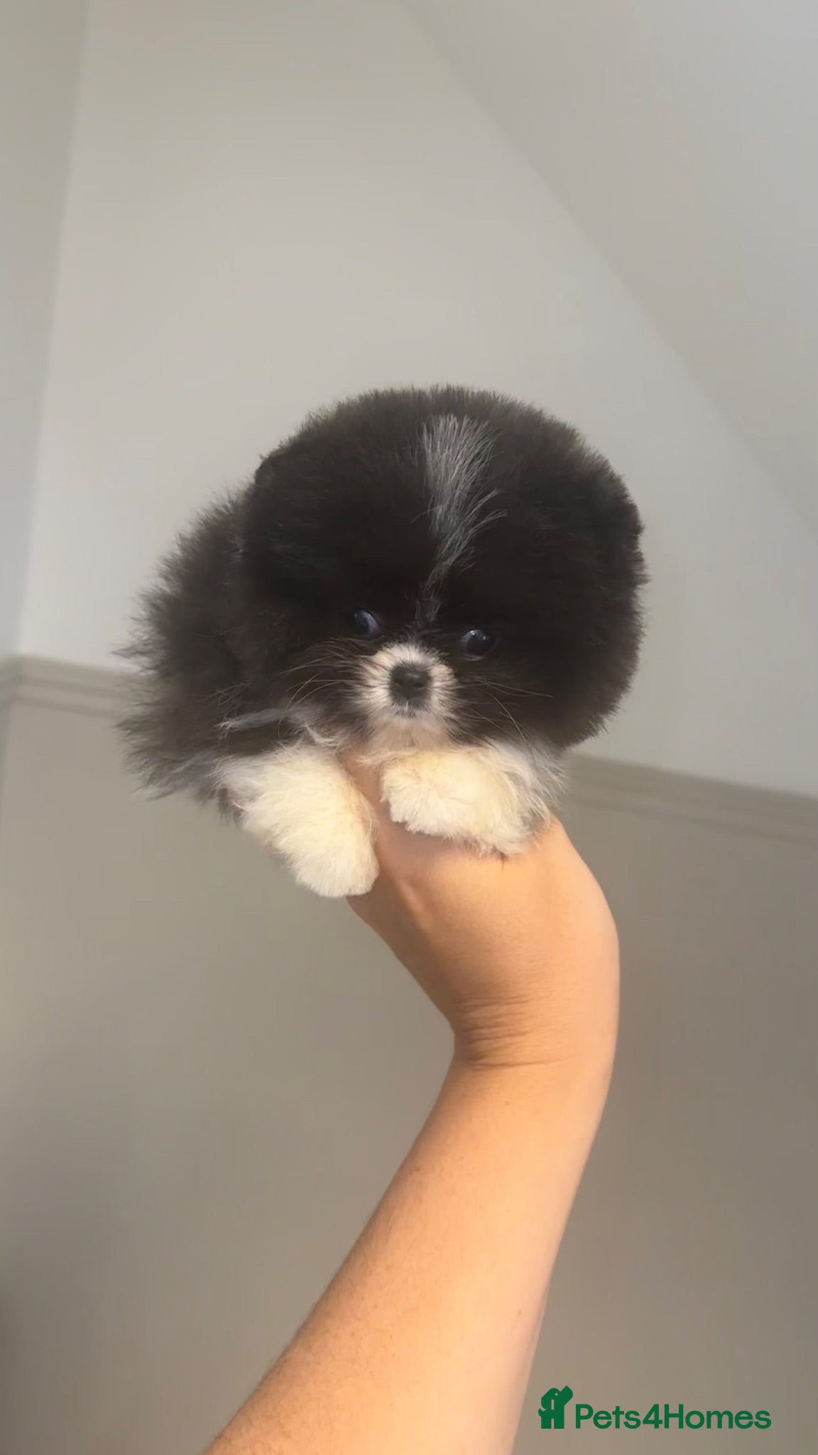 Pomeranian dogs ✨KC Champion bloodline ✨Teddy bear Poms  - Advert 9