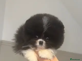 Pomeranian dogs ✨KC Champion bloodline ✨Teddy bear Poms - Advert 3