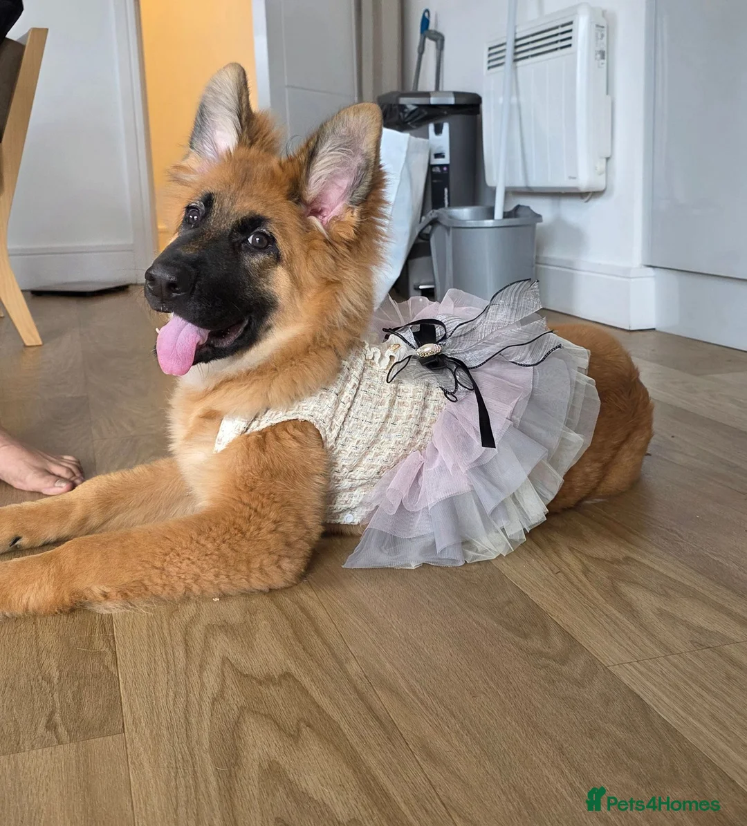 German Shepherd dogs for sale: 10 Month Old German shepherd in Birmingham - Advert 7
