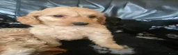Cockapoo dogs for sale: F1  miniature Cockapoo’s  - Advert 3