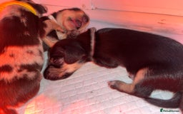 Miniature Dachshund dogs for sale: Miniature Dachshunds looking for perfect Home - Image 15