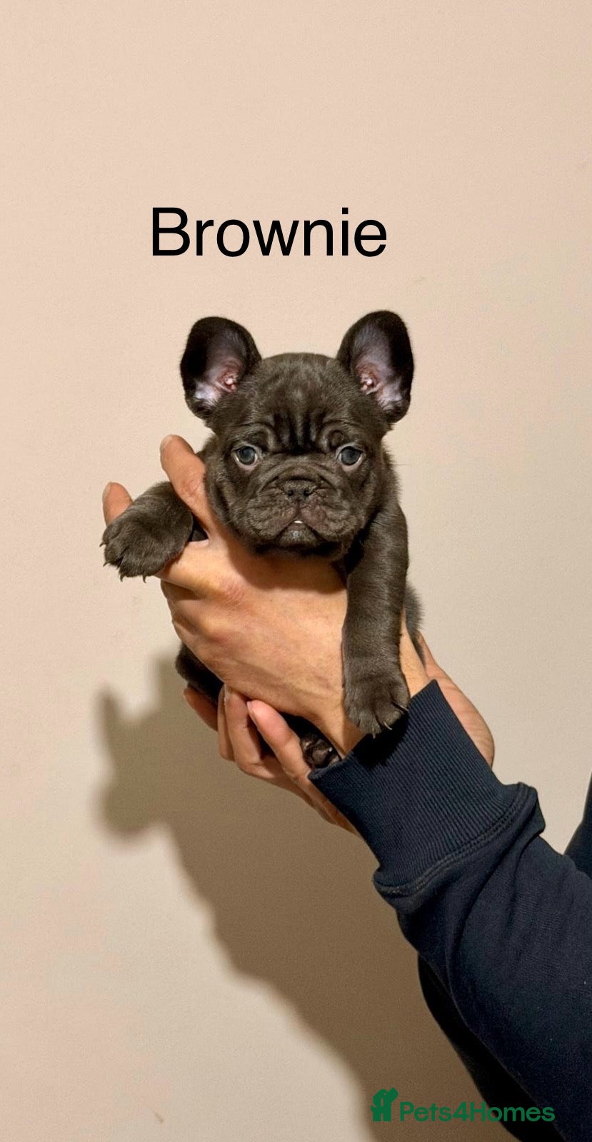 French Bulldog dogs Fluffy French bulldog puppy  - Advert 6