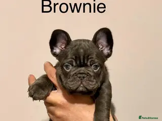 French Bulldog dogs Fluffy French bulldog puppy - Advert 19