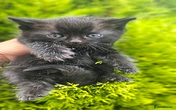 Mixed Breed cats for sale: 2 mixed breed girls(black ones left now). - Image 4