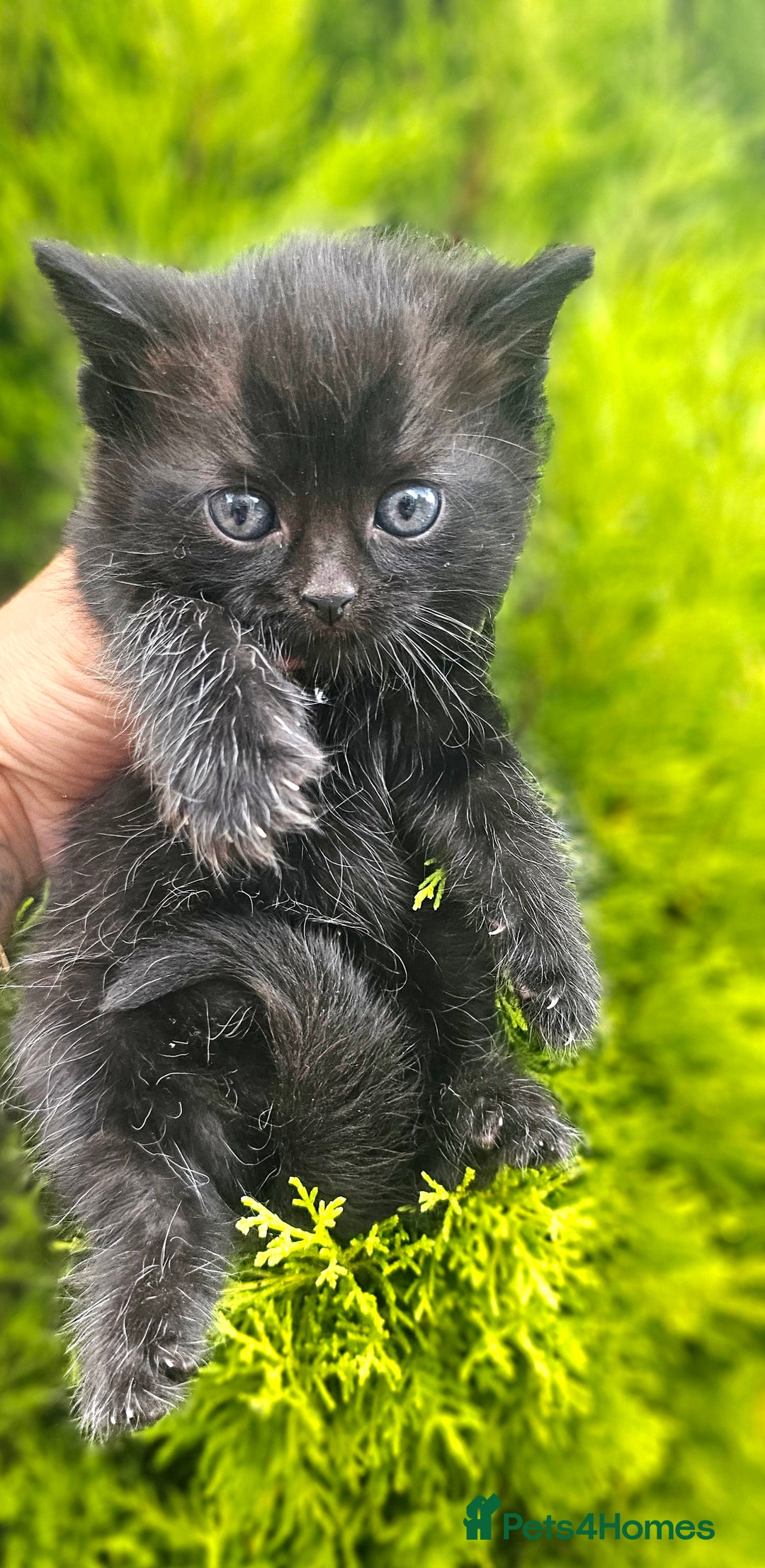 Mixed Breed cats for sale: 2 mixed breed girls(black ones left now). - Image 4