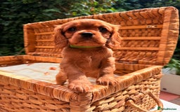 Cavalier King Charles Spaniel dogs for sale: Quality KC Health Tested Ruby CKCS Pups For  Sale - Image 3