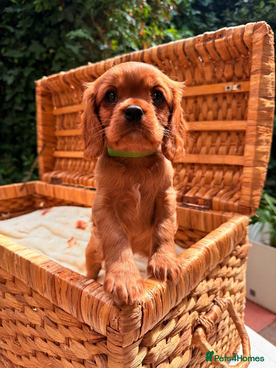 Cavalier King Charles Spaniel dogs for sale: Quality KC Health Tested Ruby CKCS Pups For  Sale - Image 3