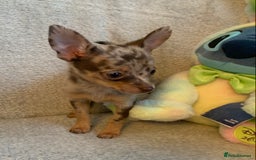 Mixed Breed dogs for sale: Chihuahua x  - Image 19