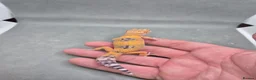 Leopard Gecko reptiles for sale: 2026 leopard gecko hatchlings  - Advert 6