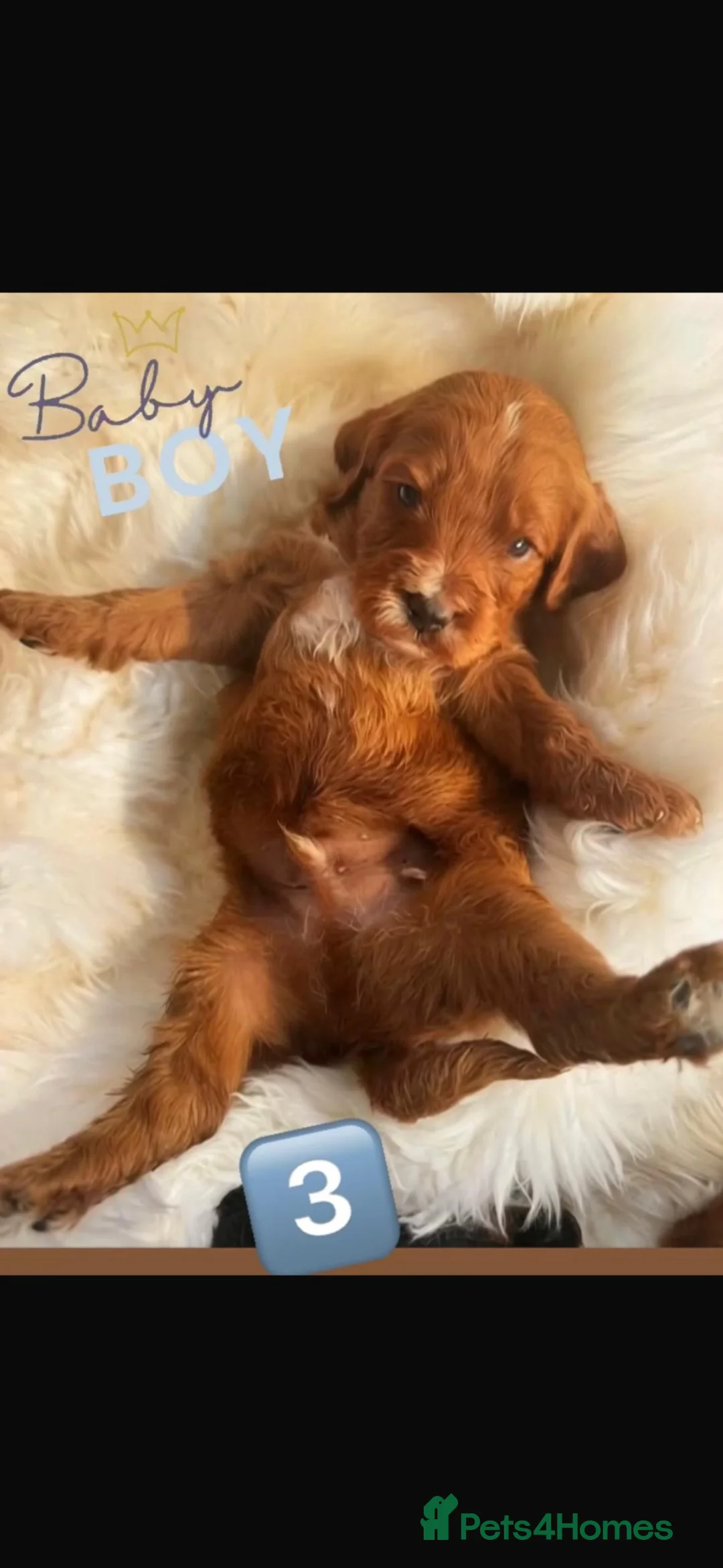 Cavapoo dogs for sale: TOP QUALITY F1 CAVAPOO BABIES! - Advert 2
