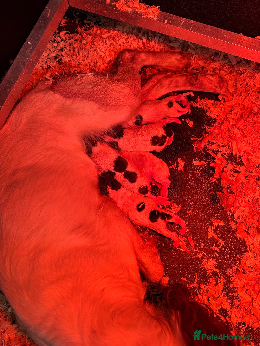 English Springer Spaniel dogs for sale: English Springer Spaniel Puppies - Advert 4