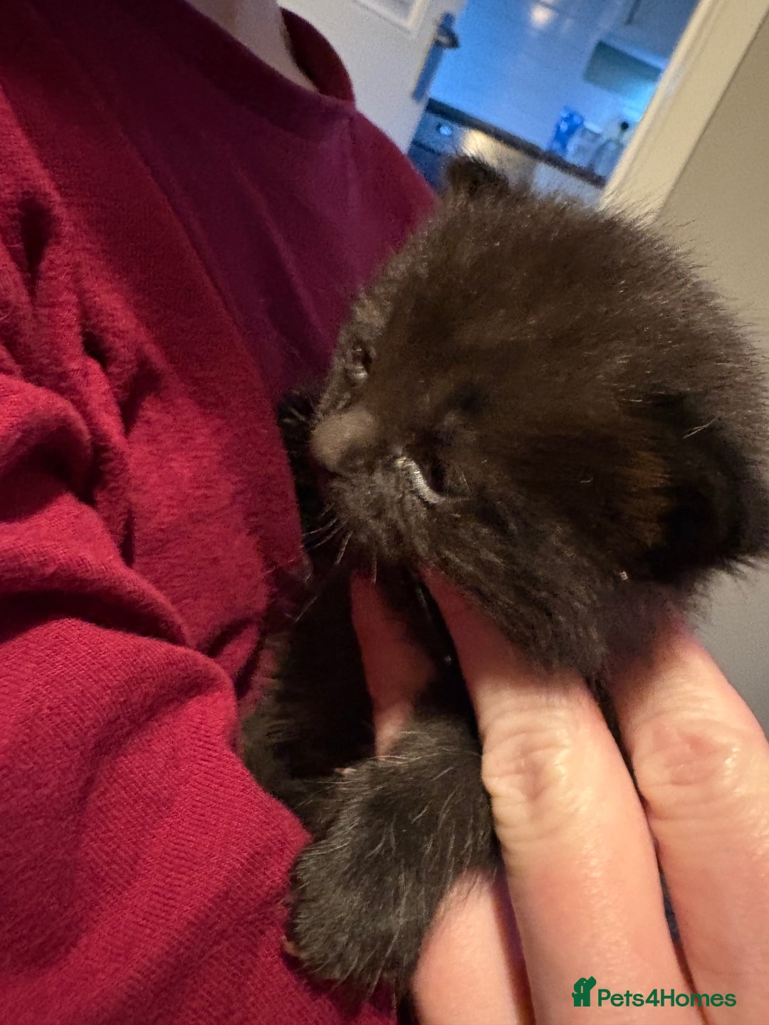 Mixed Breed cats for sale: 3 mixed kittens - Advert 9