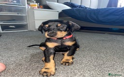 Dobermann dogs for sale: Doberman puppies  - Image 8