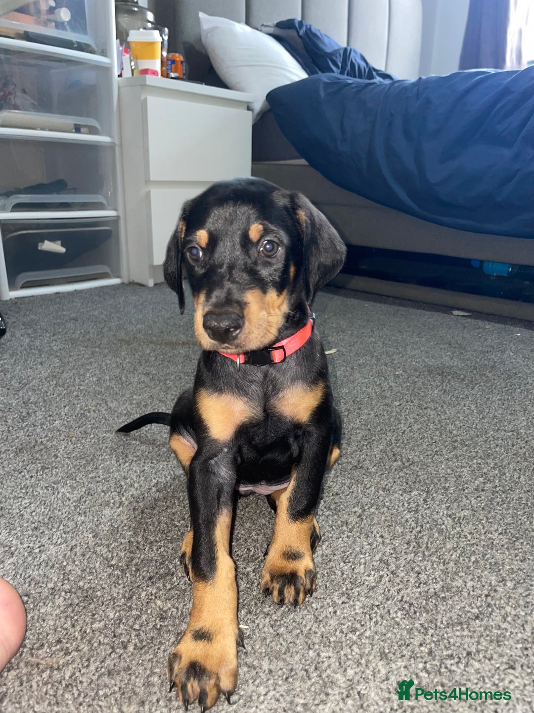Dobermann dogs for sale: Doberman puppies  - Image 8