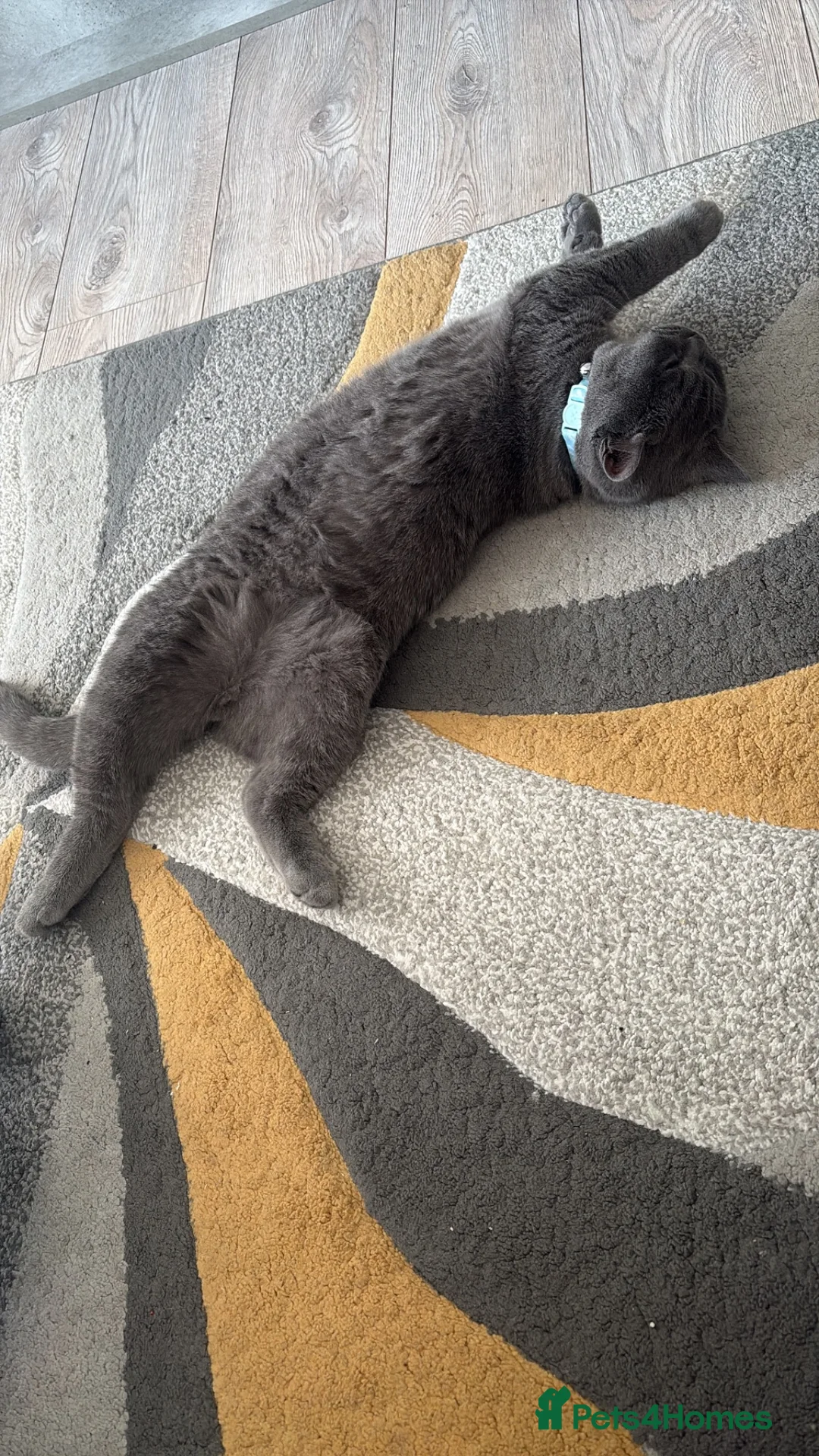 British Shorthair cats for sale: British short hair blue - Advert 4