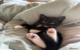 Mixed Breed cats for sale: 1 male mixed breed kitten - Image 5