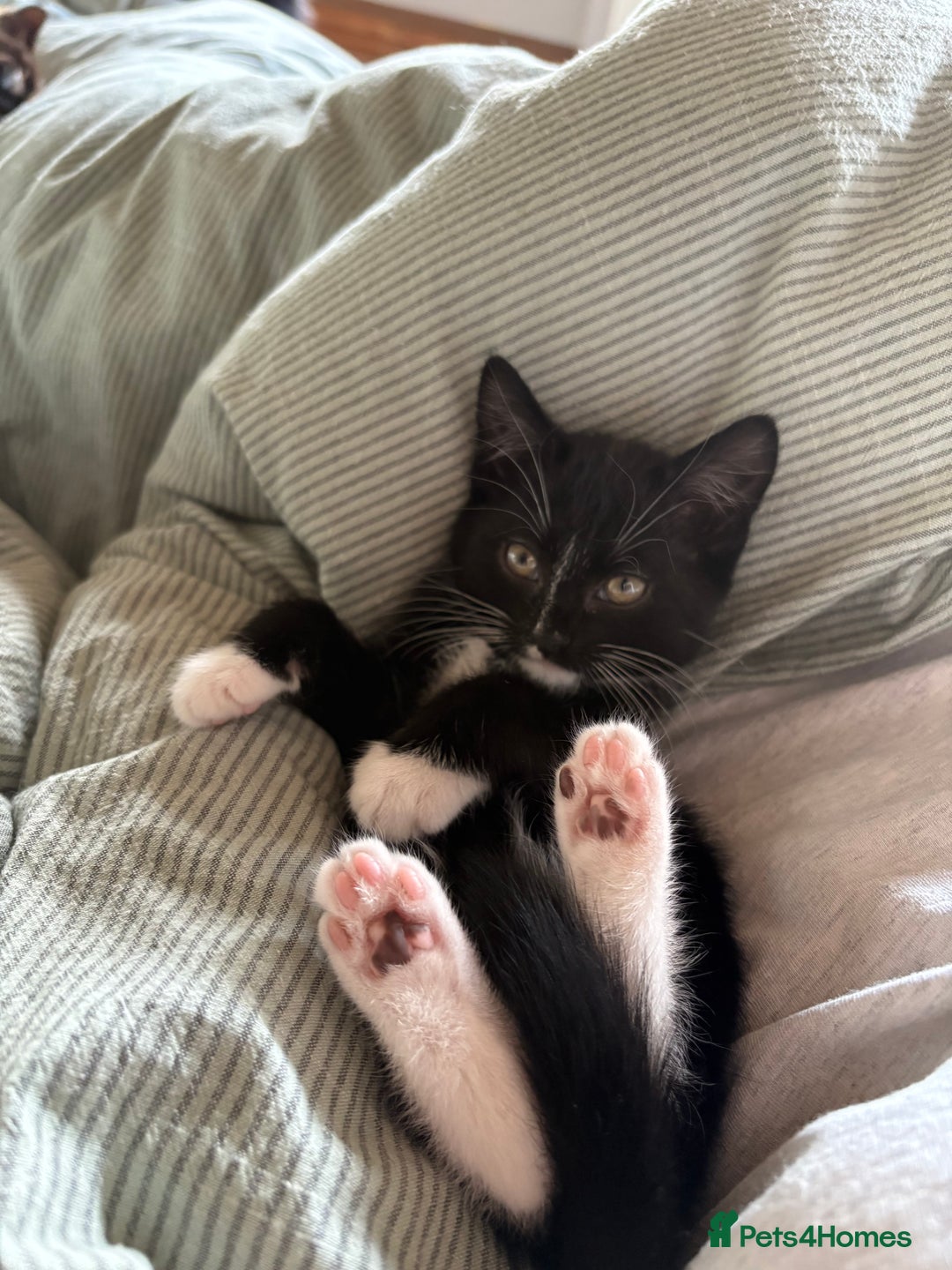 Mixed Breed cats for sale: 1 male mixed breed kitten - Image 5