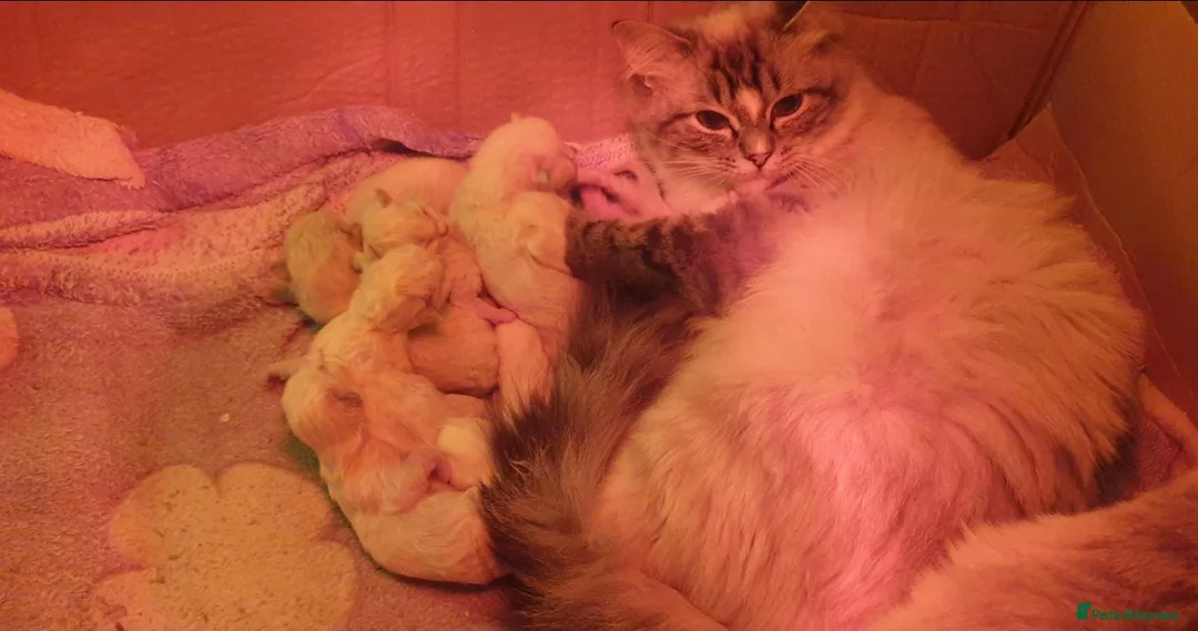 Ragdoll cats for sale: Beautiful GCCF Registered Ragdolls  - Advert 11