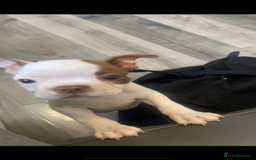 Boston Terrier dogs for sale: Boston terrier puppy 🐶💕 BRISTOL  - Image 4