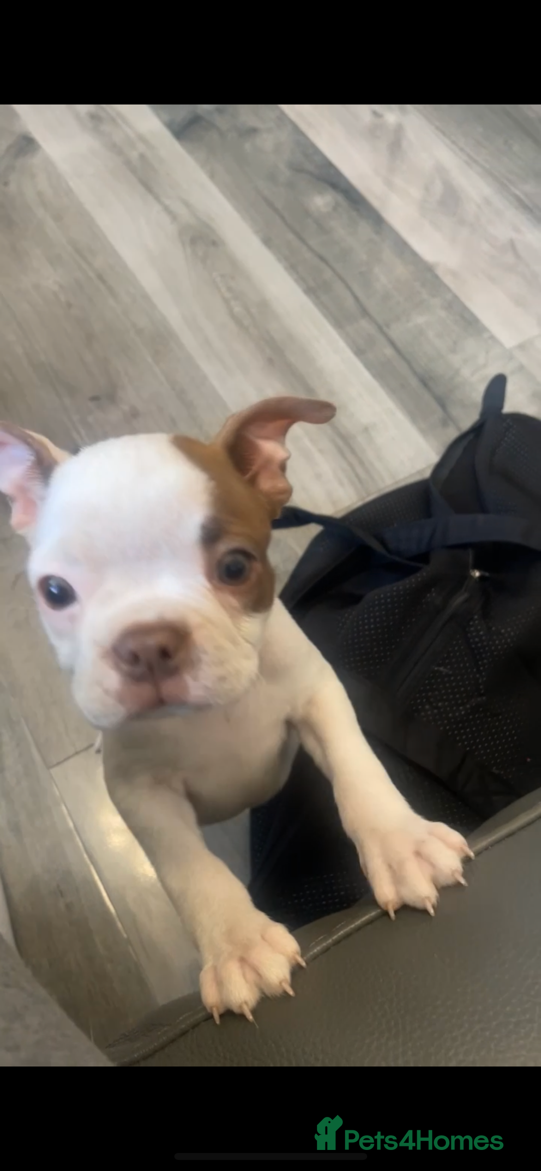 Boston Terrier dogs for sale: Boston terrier puppy 🐶💕 BRISTOL  - Image 4