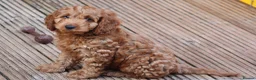 Cockapoo dogs for sale: Boy and girl  - Advert 4