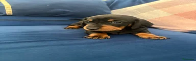 Miniature Dachshund 2