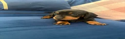 Miniature Dachshund dogs for sale: Mini dachshund puppies  - Advert 7
