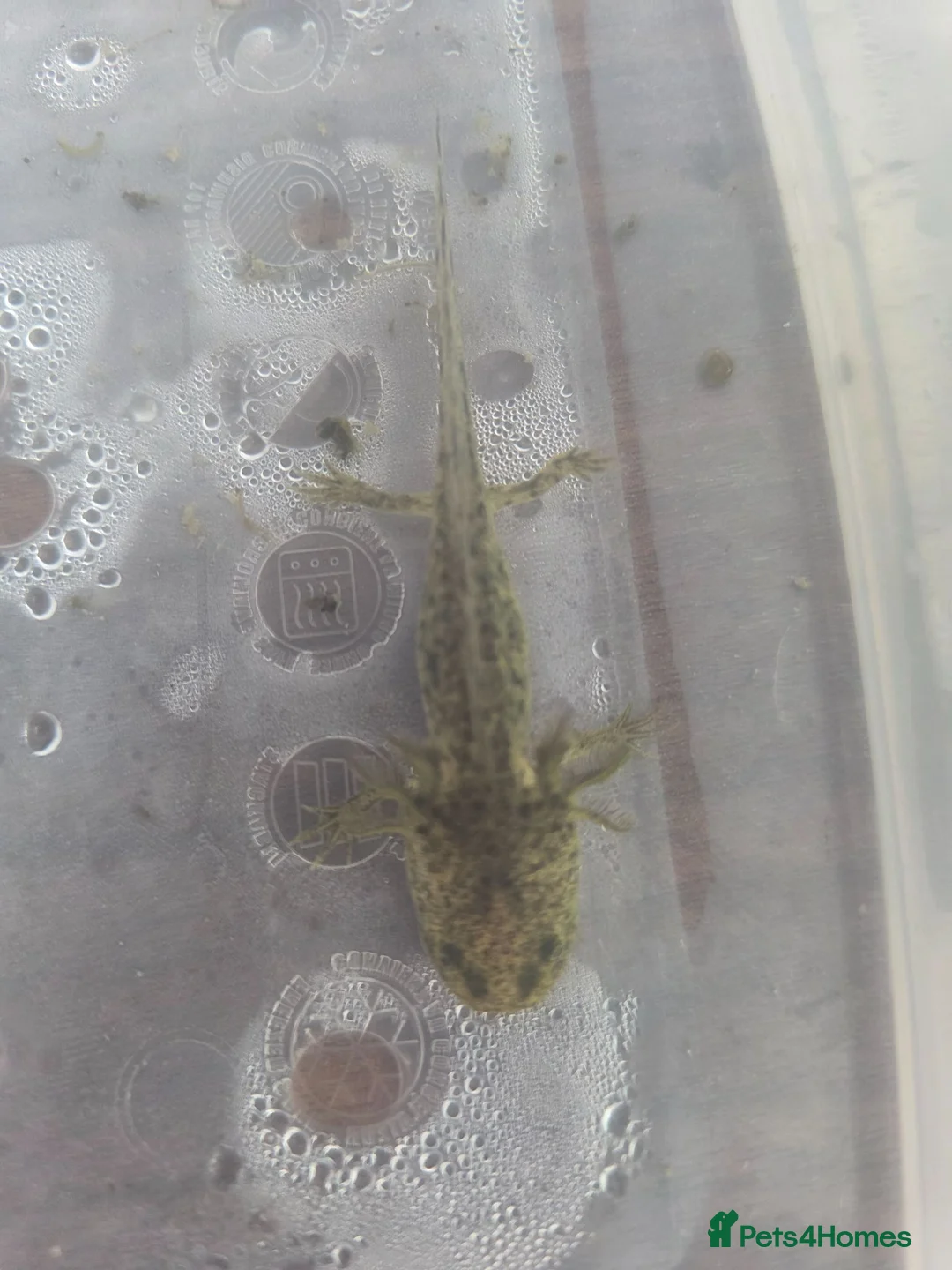Axolotl reptiles for sale: Juvenile Axolotls - Advert 5