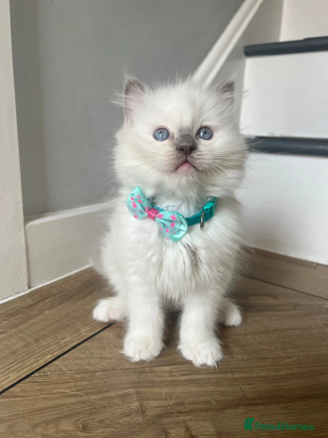 Ragdoll cats for sale: Registered Ragdoll kittens for sale LAST BOY in Guildford - Advert 1