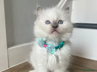Ragdoll cats Registered Ragdoll kittens for sale LAST BOY - Advert 18