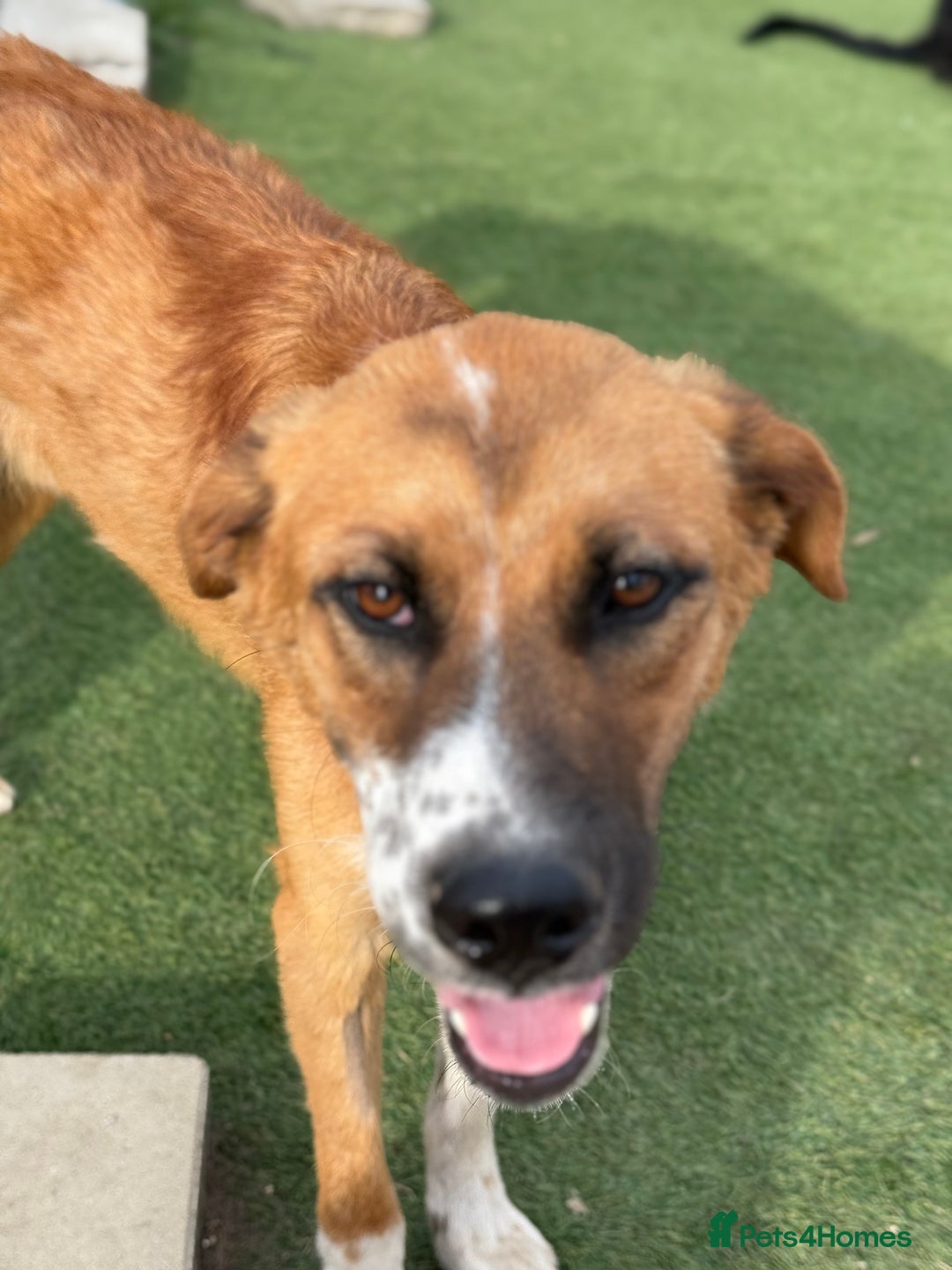 Mixed Breed dogs for adoption: Sweet Armin looking for LOvE - Image 14