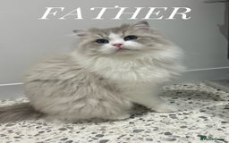 Ragdoll cats for sale: Stunning TICA Ragdolls  - Image 13