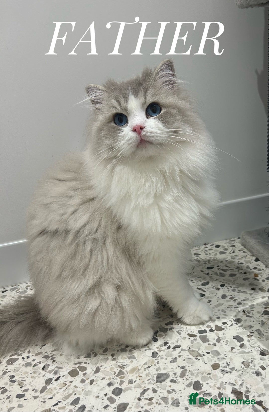 Ragdoll cats for sale: Stunning TICA Ragdolls  - Image 13