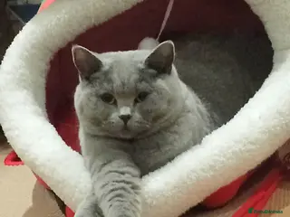 British Shorthair cats Blue British shorthairs kittens with GCCFpedigree - Advert 2