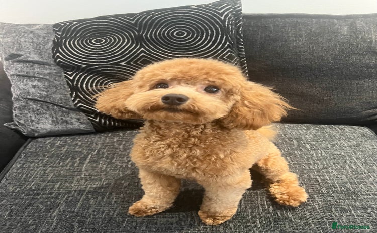 Cavapoo dogs - Advert 1