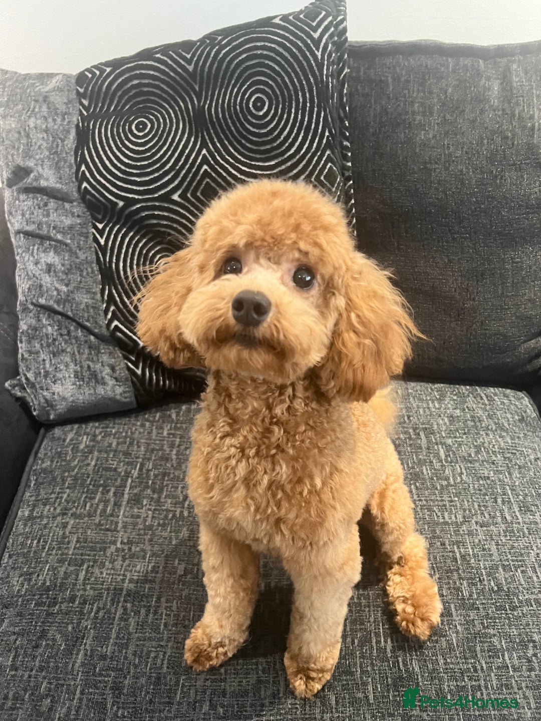 Cavapoo dogs for stud: Cavapoo Stud – Rue (Apricot, FB1) 🐾 - Image 1