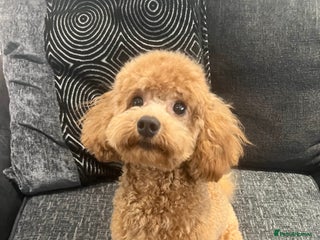 Cavapoo dogs - Advert 5