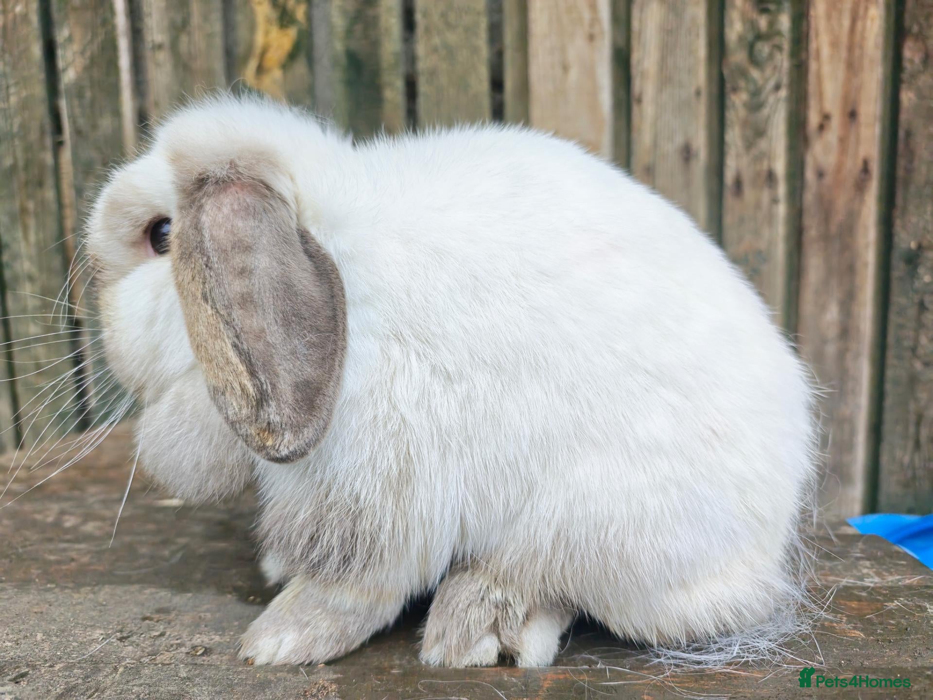 Mini Lop rabbits Various Adult Mini Lops  - Advert 19