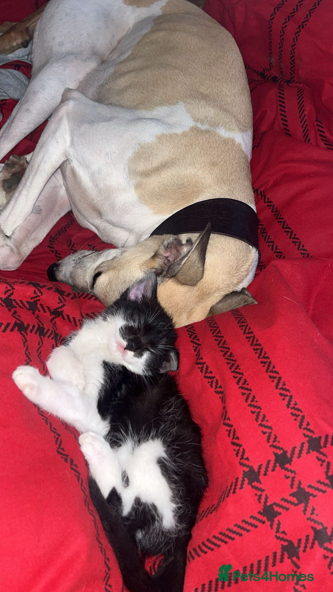 Mixed Breed cats for sale: Beautiful Black&White Kitten - Advert 1