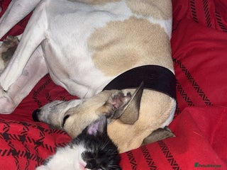 Mixed Breed cats Beautiful Black&White Kitten - Advert 1